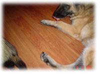 dog and ferret dog and ferret