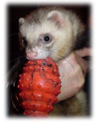 dog and ferret dog and ferret