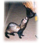 dog and ferret dog and ferret