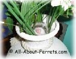 ferret in vase ferret as a pet