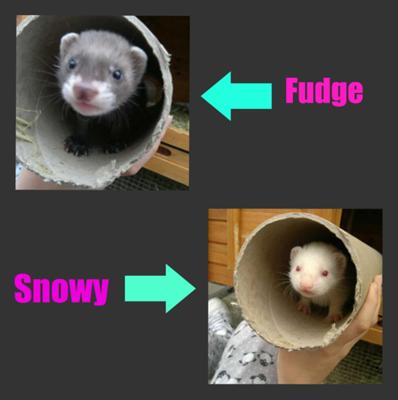 they wanted play they wanted play