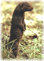 mongoose mongoose