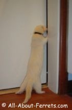 Muis at door albino ferret