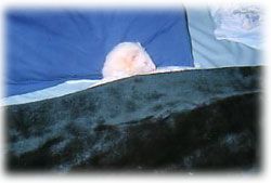 sleepy ferret sleepy ferret