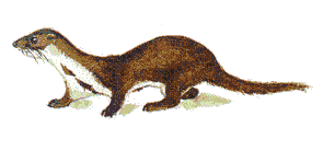 amazonian weasel amazonian weasel