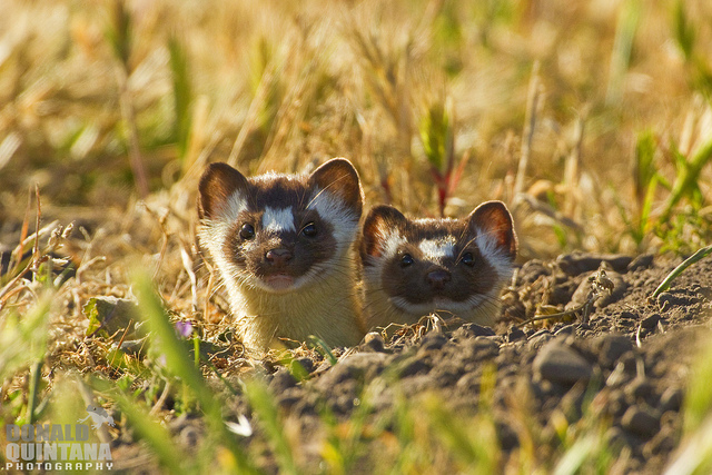 Long-tailed weasel kits Photo by © Donald Quintana 
