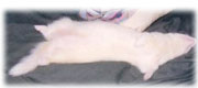 ferret health ferret health