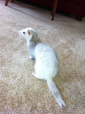 Posing after a bath Posing after a bath