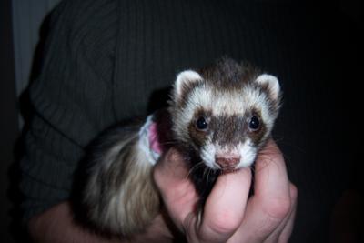 Bella when she was a kit Bella when she was a kit