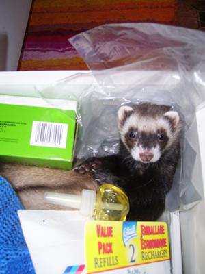 we were so mystified how she would get into places. so smart. we were so mystified how she would get into places. so smart.