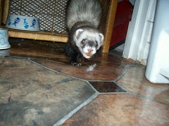 stealing cat food. next to tea lights it was her favorite thing to steal stealing cat food. next to tea lights it was her favorite thing to steal