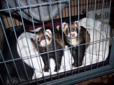 bobo-trouble-bubble-21296709