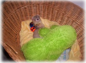 boe the ferret boe the ferret