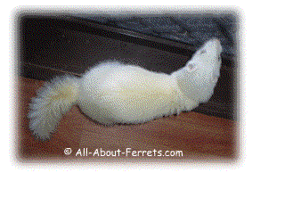 Kaos with her bottlebrush tail