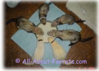 ferrets having their smooth ferrets eating