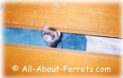 CJ, sable ferret male ferret