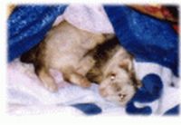 Deuce silvermitt boy