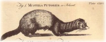 EB polecat EB polecat