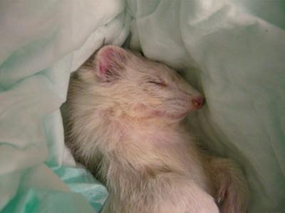 erma-laduce-21582764