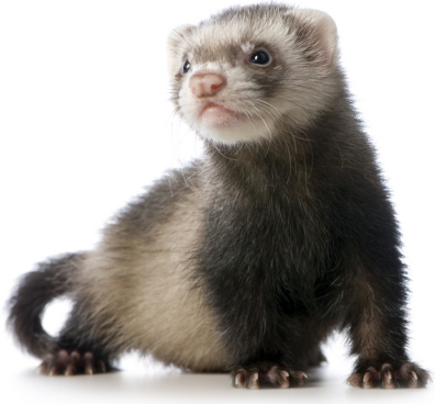 ferret-fun-21583485