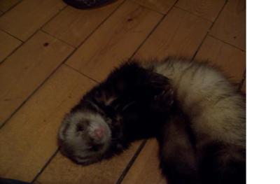 Grace the ferret Grace the ferret