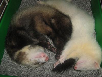 heartspark-delilah-21296680