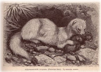 russian ferret russian ferret