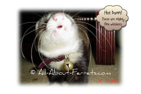 ferret whiskers ferret whiskers