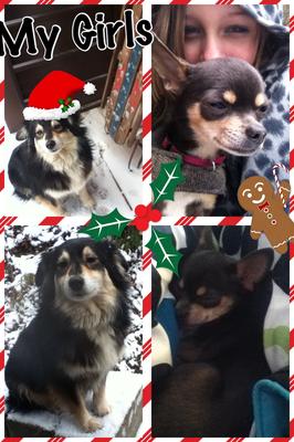 Those are my 2 dogs Those are my 2 dogs