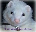 Kaos, a black-eyed white ferret