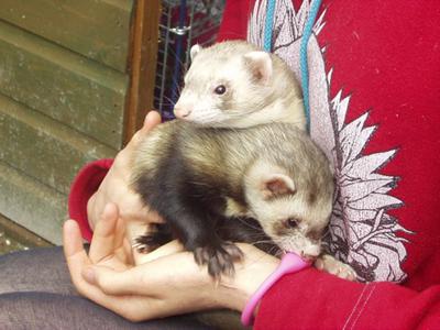 smoky and bandit smoky and bandit