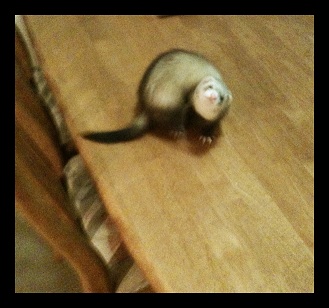 Honey Bear Honey Bear