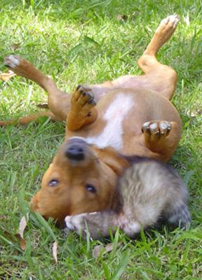 Woody and Boo enjoying a roll in the grass together - best friends ; ) Woody and Boo enjoying a roll in the grass together - best friends ; )