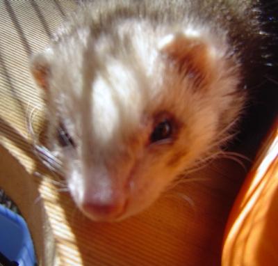 No more play ... sleep time please! No more play ... sleep time please!