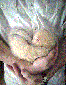 R.I.P Lizard R.I.P Lizard