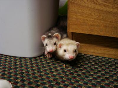 lovable-little-devils-21296442