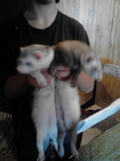 Saber (L) and Seth (R) Saber (L) and Seth (R)