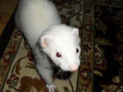 The Shy one The Shy one