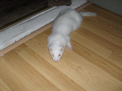 OK! this is what I do when you dont want to play.... OK! this is what I do when you dont want to play....