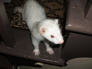 One of his more daring days....he thinks he can jump....lol One of his more daring days....he thinks he can jump....lol