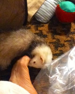 Toes are yummy! Toes are yummy!