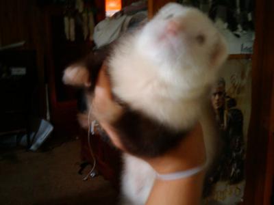 my favorite picture of her, showing of her bright pink nose my favorite picture of her, showing of her bright pink nose