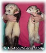milo & kahlua, boy & girl ferrets