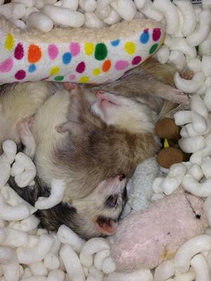 Mocha & Slinky Mocha & Slinky