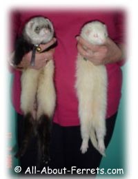 muis and otis boy and girl ferret