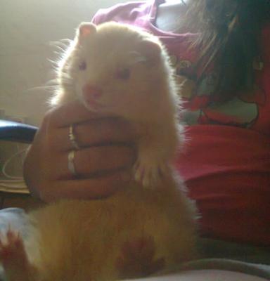 my-ferrettommy-21654682