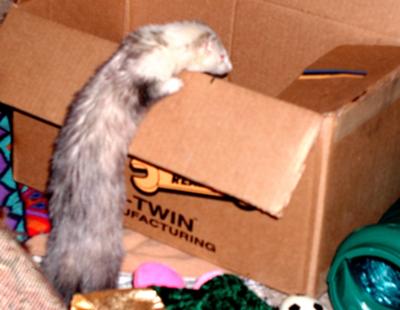 Tina on the Prowl Tina on the Prowl