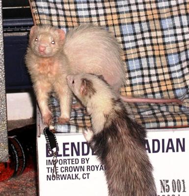 White Fir and her pal Tina White Fir and her pal Tina