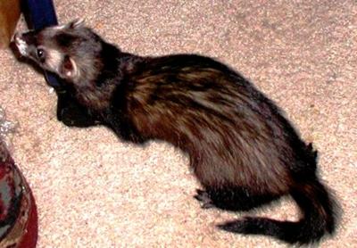 Timi the Sable Male Timi the Sable Male