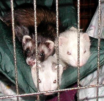 All Together now! All Together now!